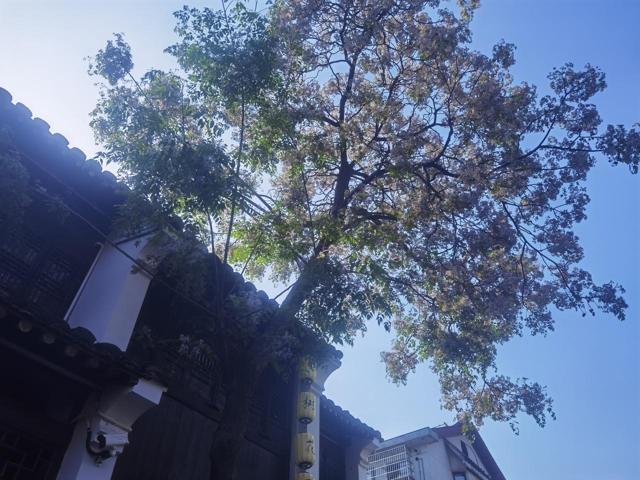 绍兴仓桥直街上就有一棵小苦楝树，开紫色小花。绍兴 绍兴苦楝树