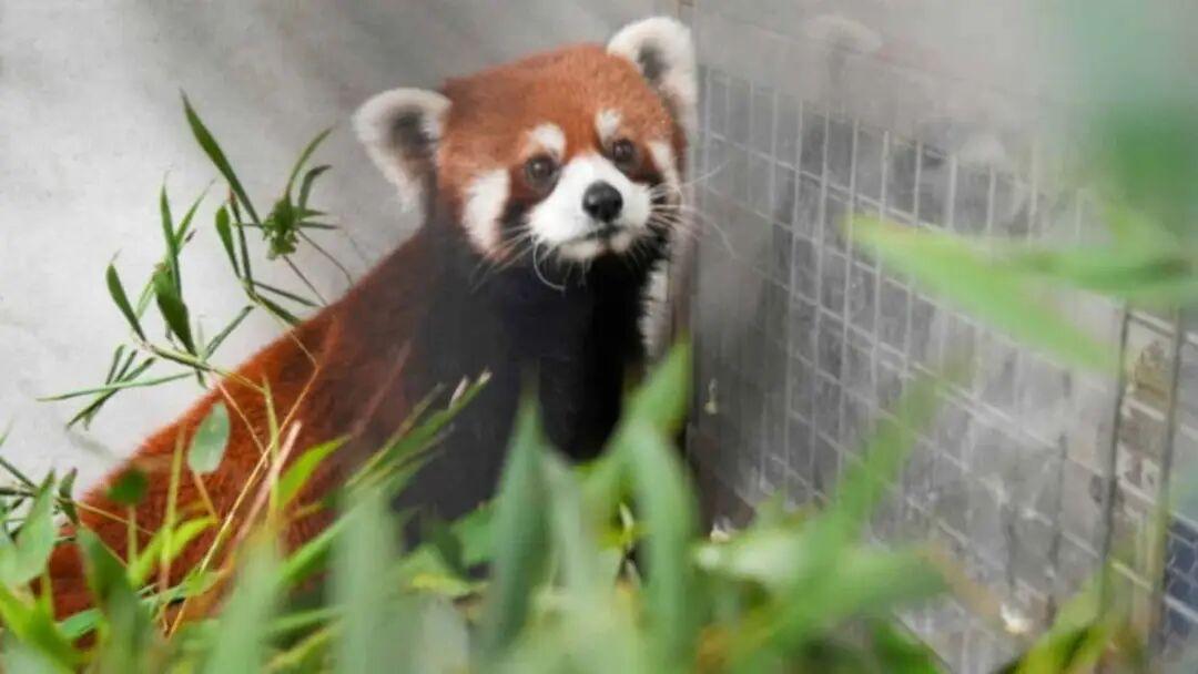 由上海动物园赠送给台北市立动物园的两只小熊猫，已于6日凌晨抵达台北，且状况良好。