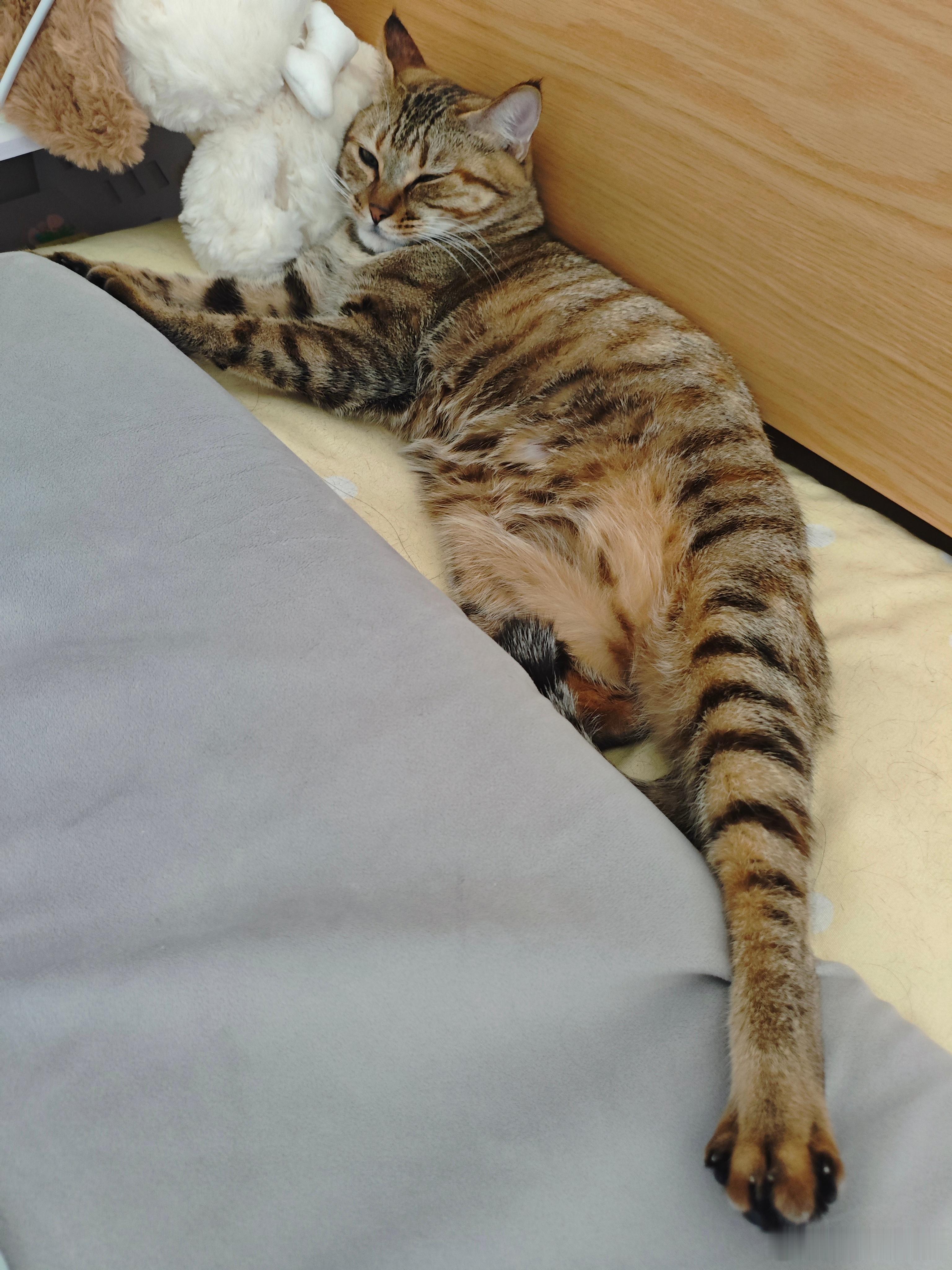 猫：一天天的，什么火箭不火箭的，无聊 ​​​