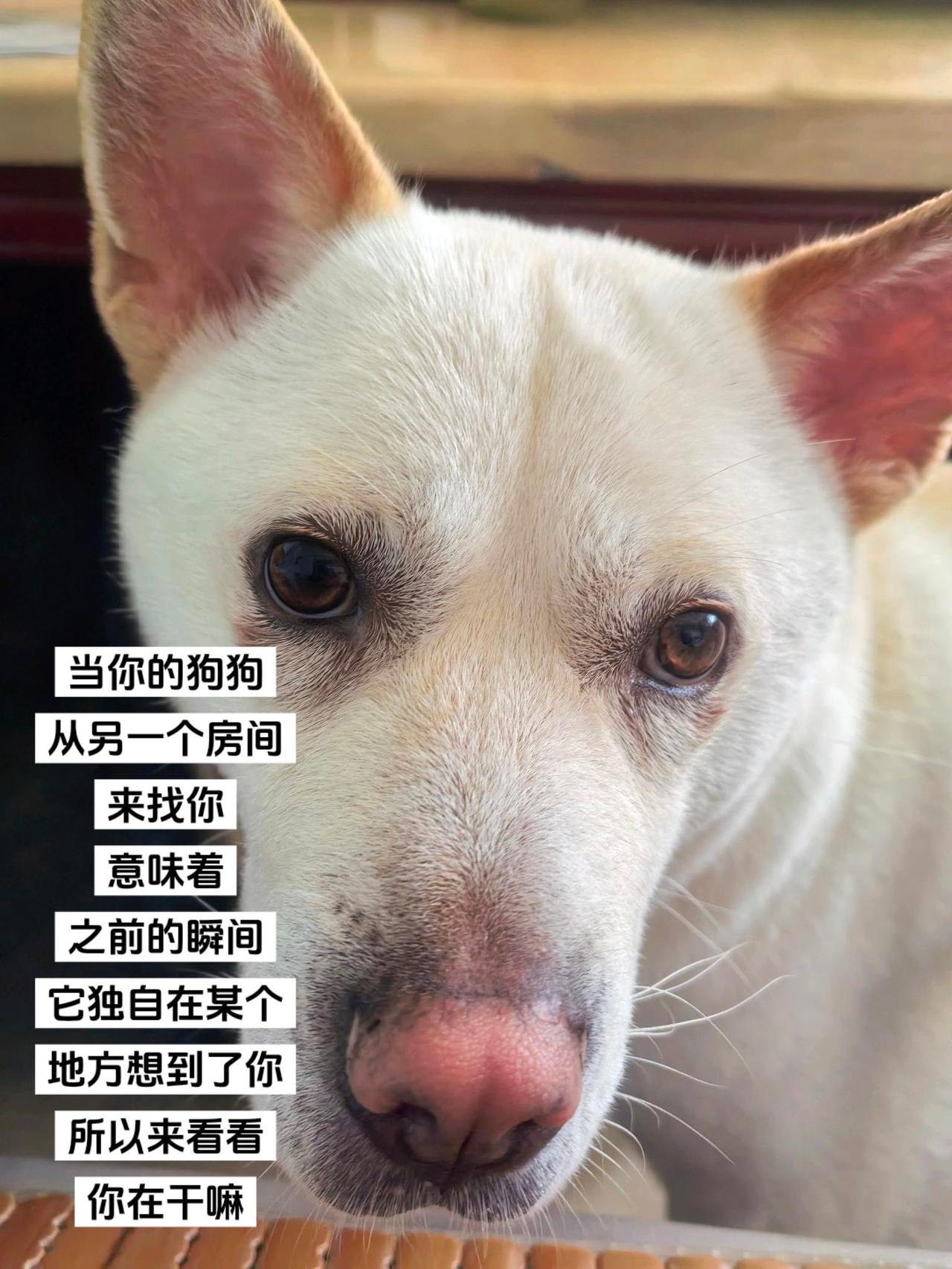 看完心情都变柔软了～当你的狗狗从另一个房间来找你
意味着之前的瞬间
它独自在某个