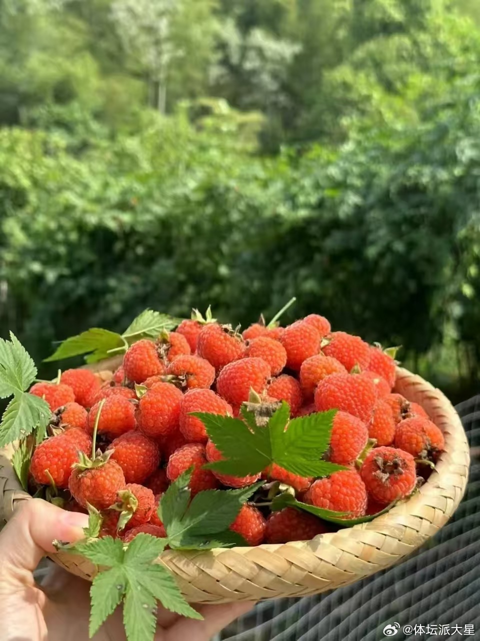 牛奶子原来是种植物 涨知识！牛奶子并非牛奶制品，是本土药食同源植物。福建人深谙食