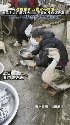 太有灵性了！里磨‮院在夕除，子男一州贵
刀，本想杀家里养了三年的大鹅，接下来的一