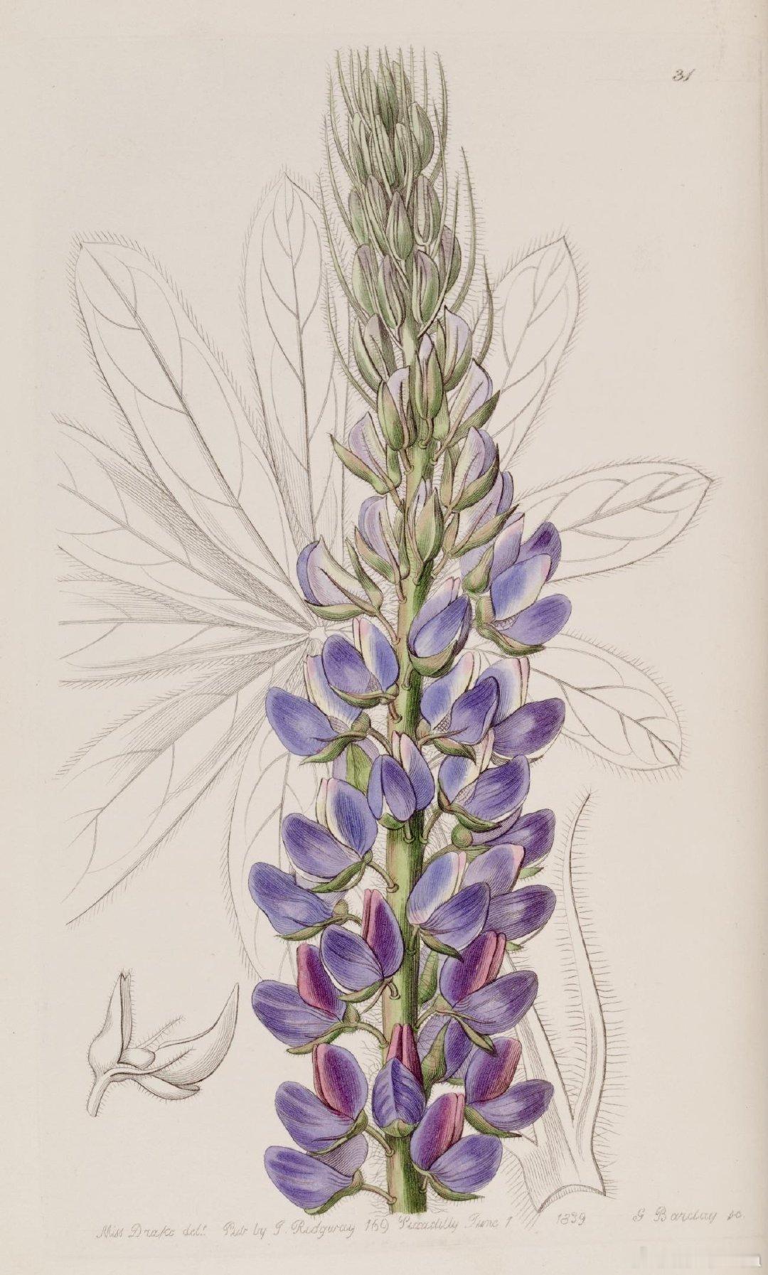 历史知识 英国女插画师Sarah Anne Drake (1803–1857)1