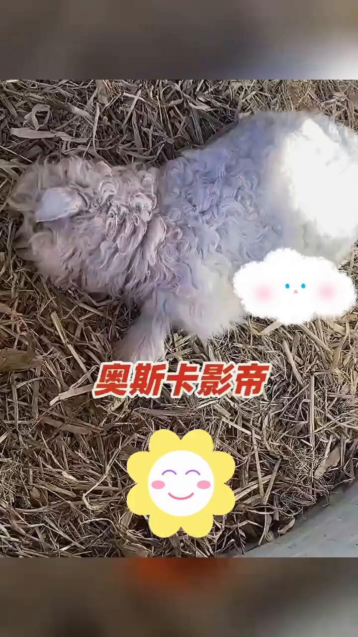 奥斯卡影帝会装死的小羊凭实力把自己演成滞销品。
来源：AHTV第一时间。
看到大