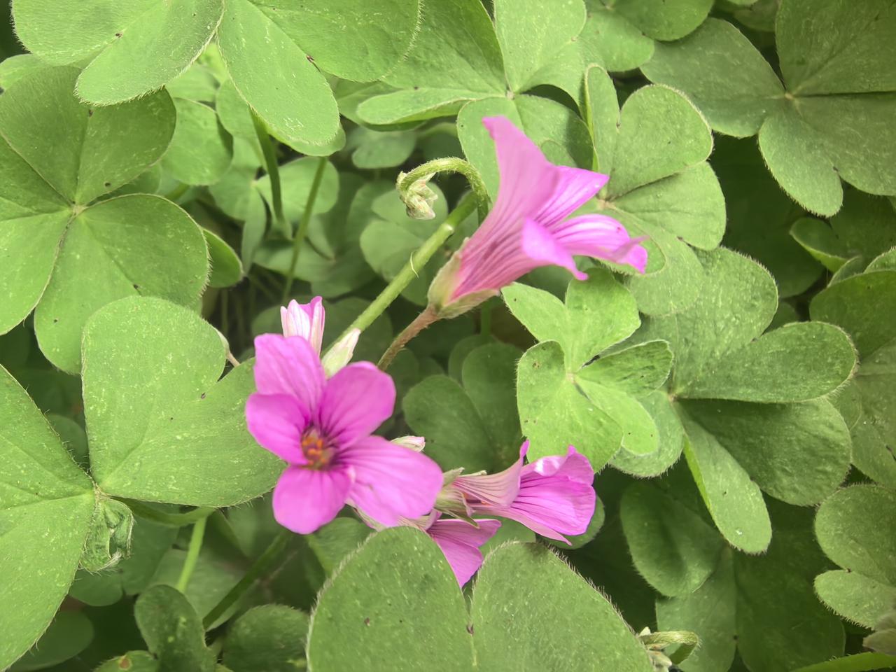 寻常角落不寻常的红花酢浆草
 
春风拂过，红花酢浆草便铺满阶前。三枚心形小叶托着