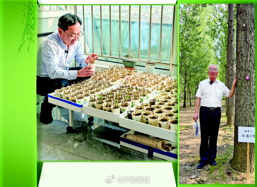 #山东杨絮困扰有望成为历史#【速生高产不飞絮！#山东培育出无絮杨树新品种#】每年