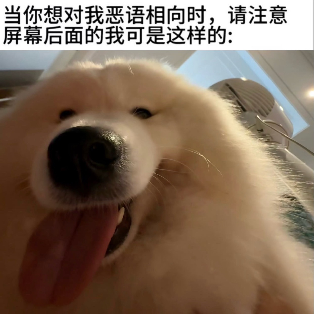 你不要欺负我呀 我只是一条鱼 在海里游来游去记性不好的鱼 