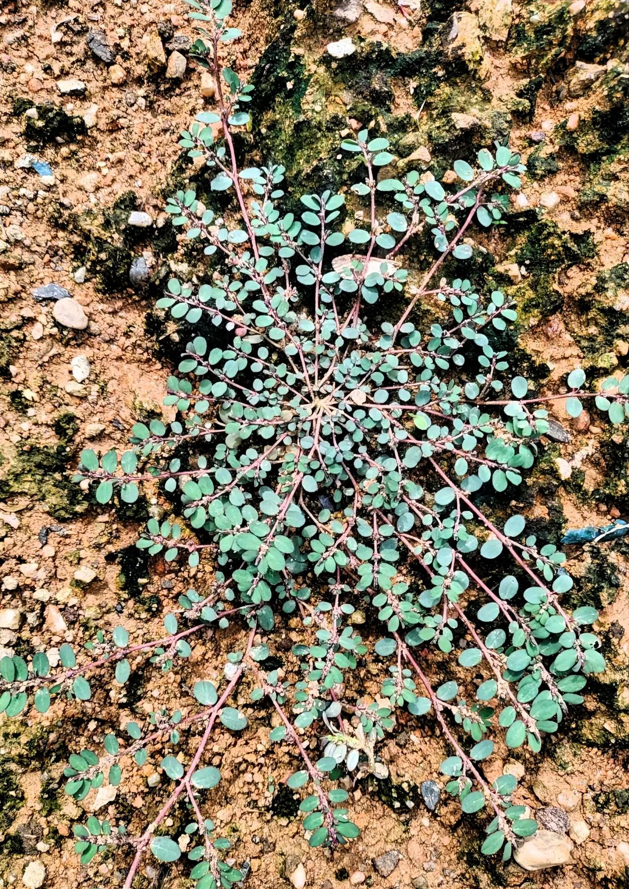 田边、路边贴着地面长的这种小草，名叫地锦草，在民间，老一辈人更喜欢称它为血见愁。