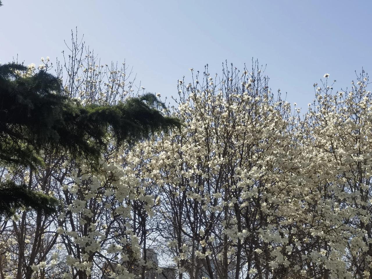 春日生活打卡季海棠依旧，玉兰迷眼