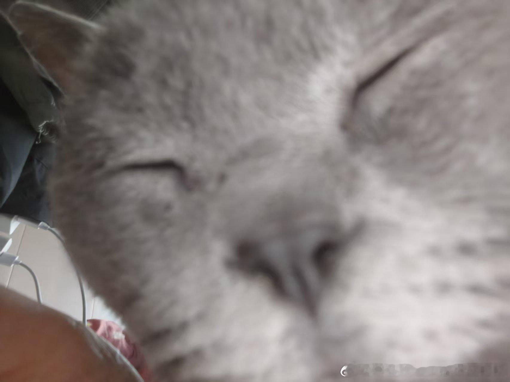 49502【丑猫】此为何物 