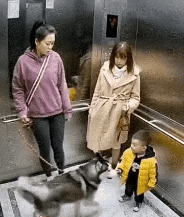 都说养狗的人有爱心，真的有吗？一位女士牵着狗在电梯里，狗对楼梯内一名孩子发起攻击