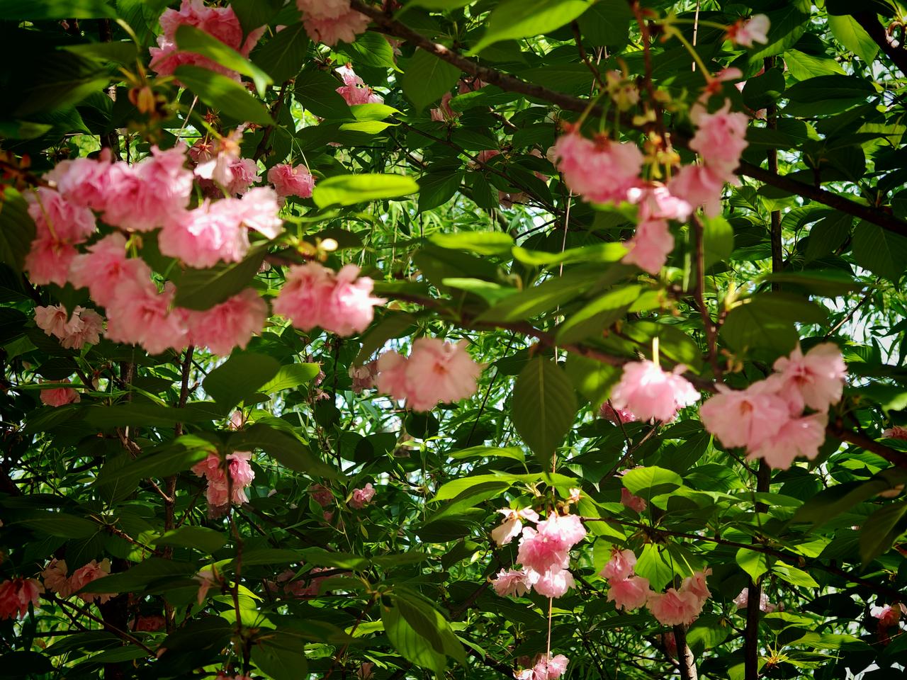 花开富贵飞黄腾达