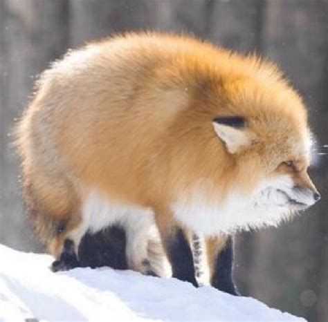 狐狸 其实不是猪 
