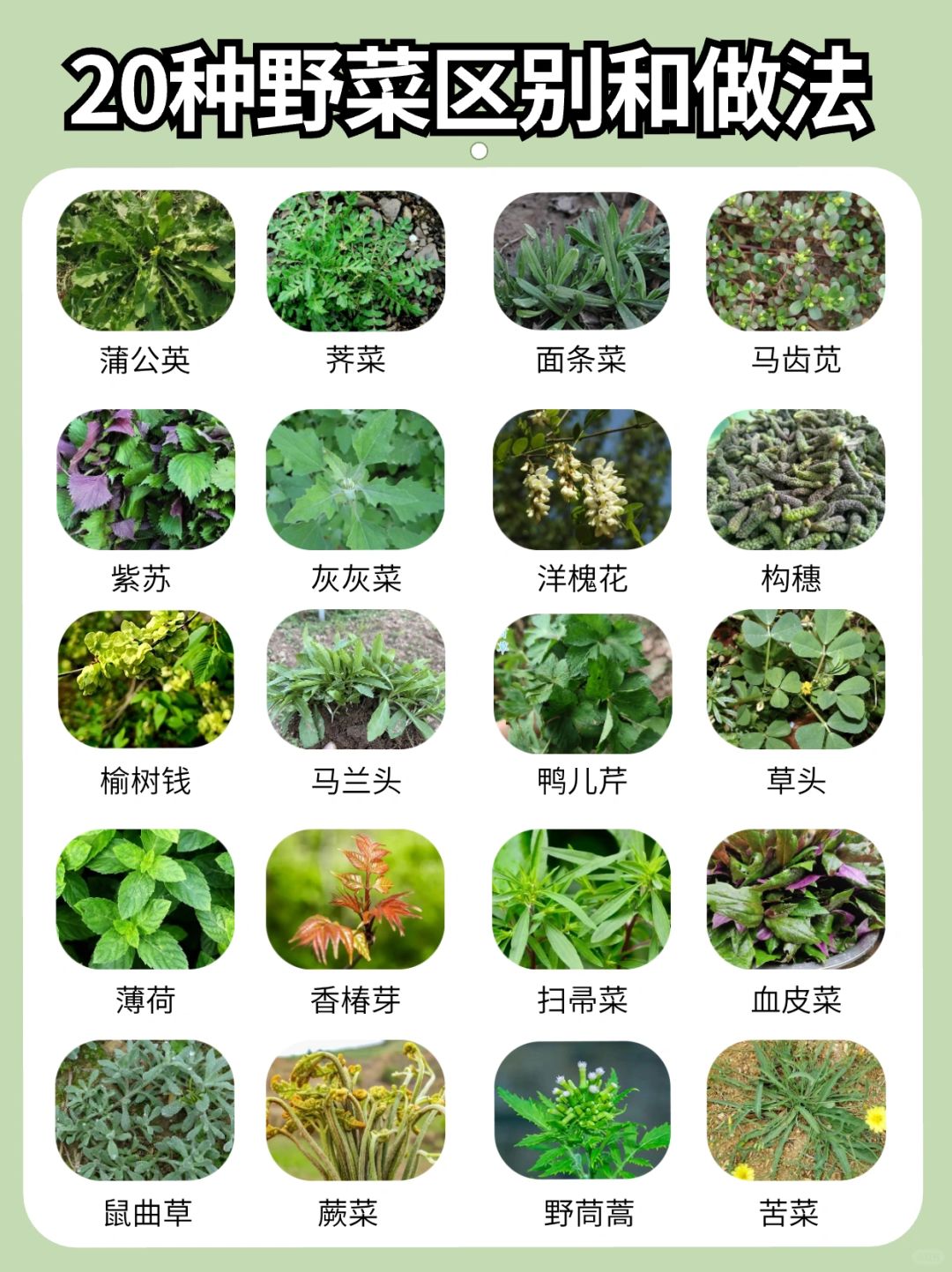 春天来了🍀20种野菜的区别和吃法