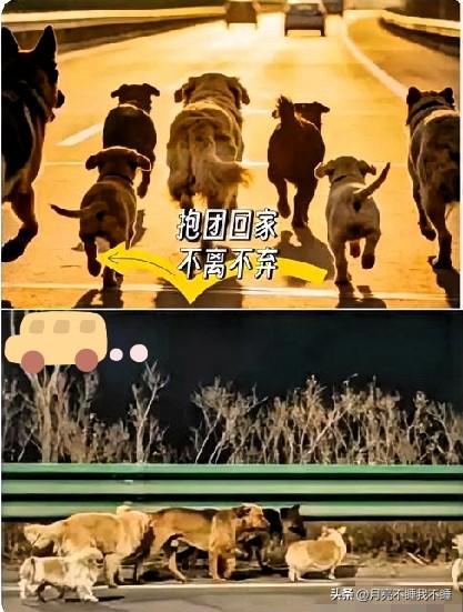 这群狗太感人了！七只狗狗，在车水马龙的快速路上来回穿梭。

一个不小心，一只德牧