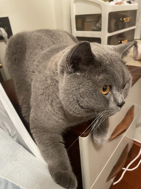 谁说大饼脸不好看？