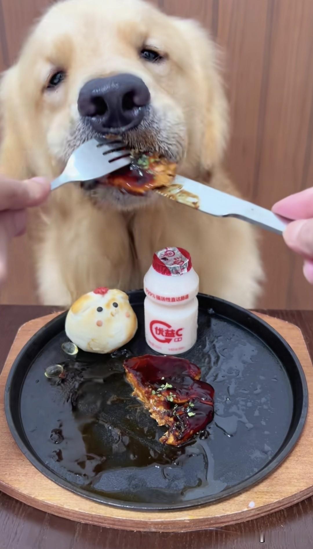 狗都吃上西餐了