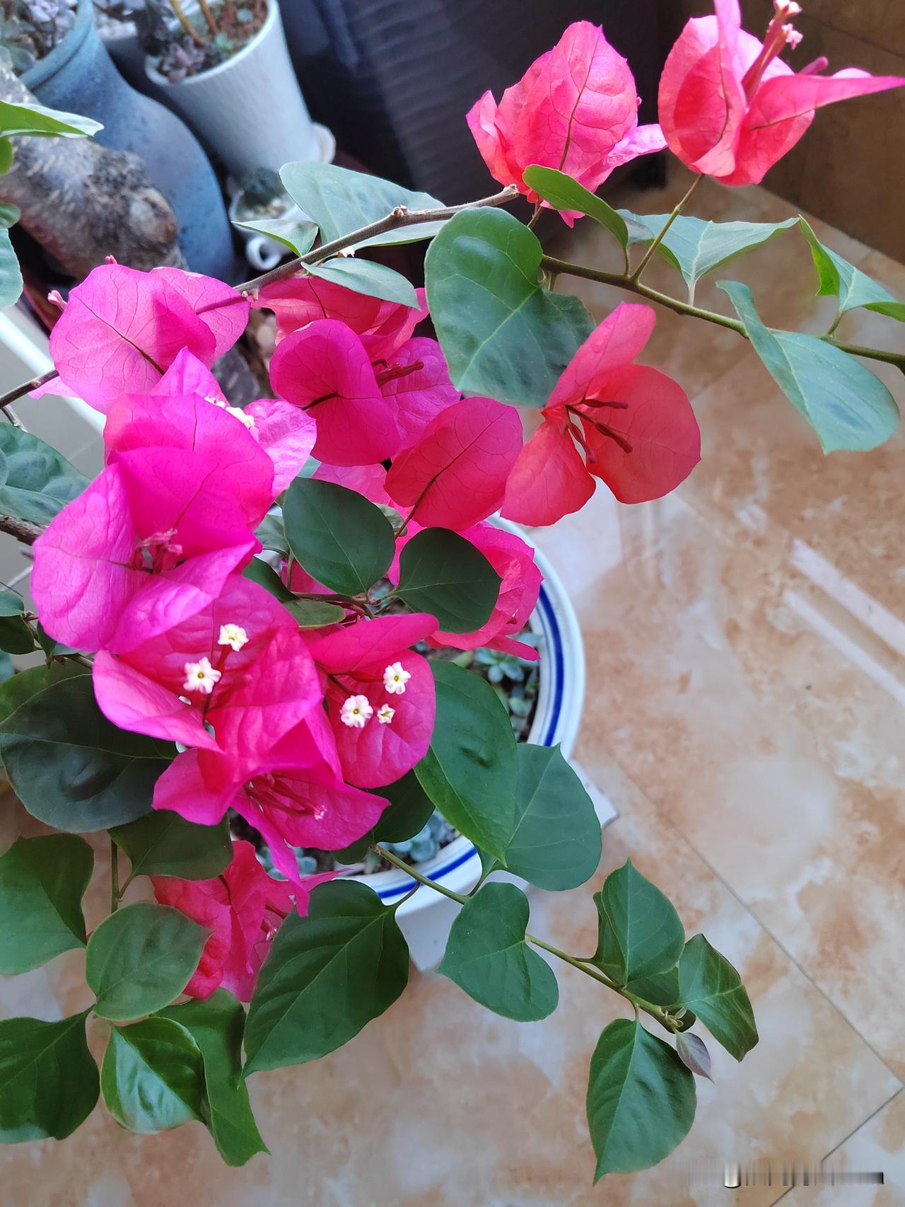 今天，晒晒我家这棵三角梅，这棵三角梅是去年姐姐给我的，给的时候，它并没有开花，花