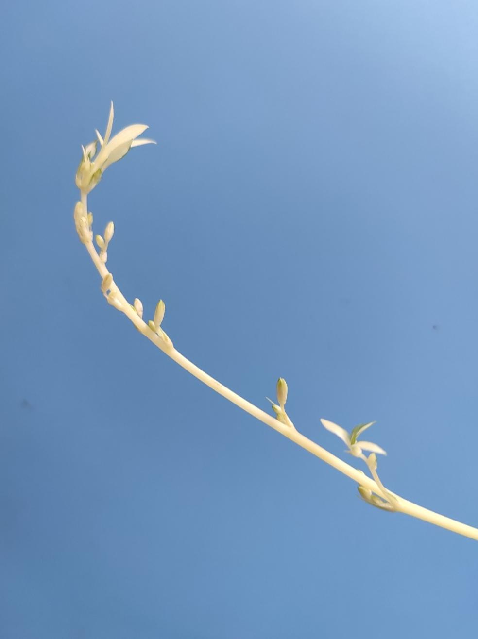 原创作品