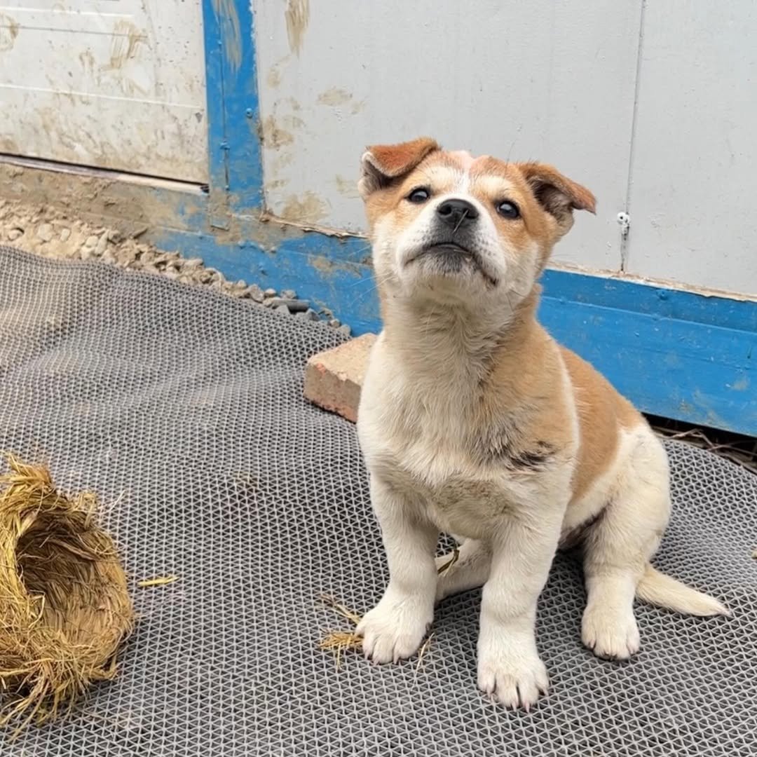 十个勤天种地吧 王多多分享幼崽时期的壮壮🐶 