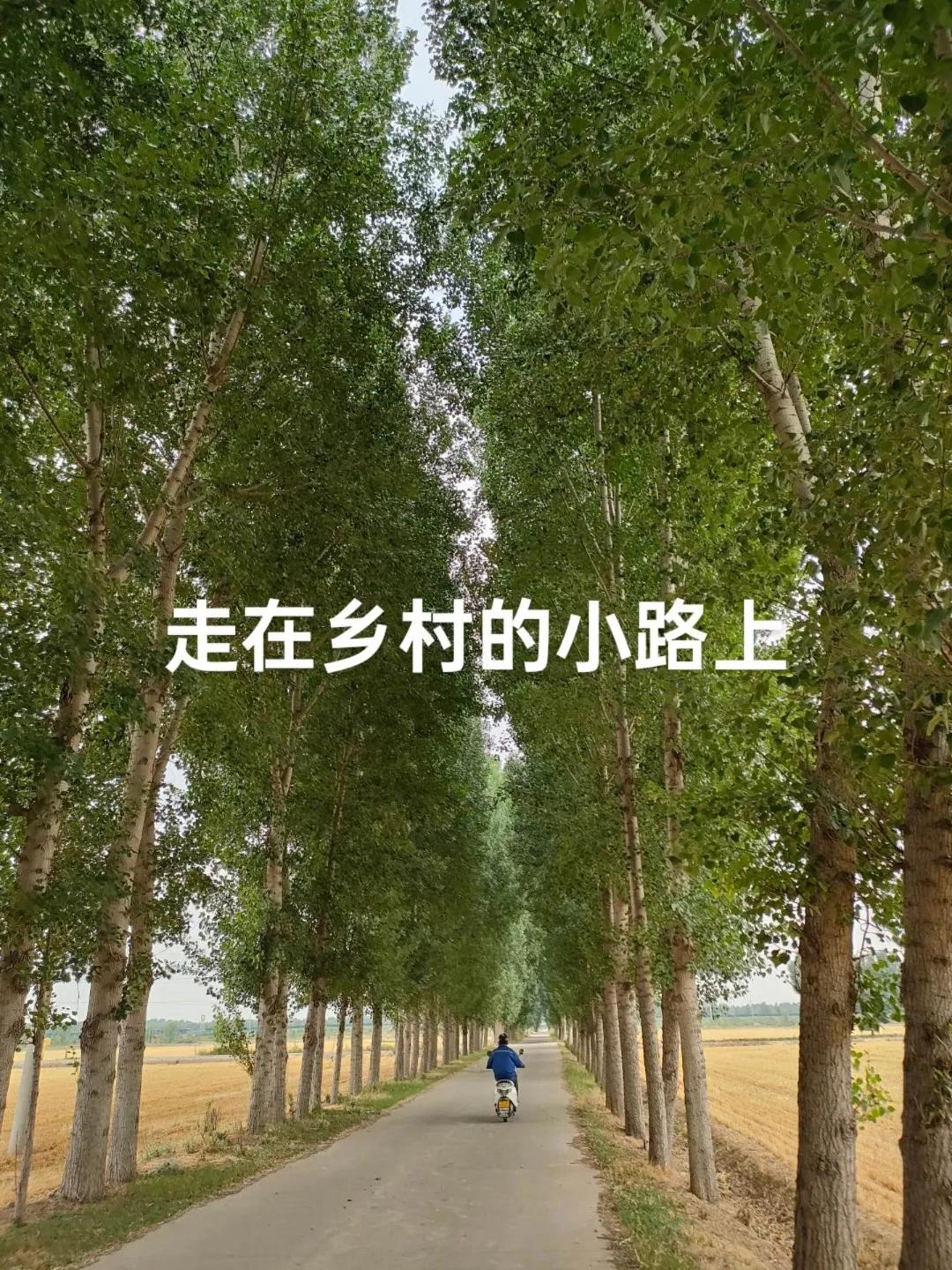 当你骑行在乡村的小路上
夹道的参天白杨
列队欢迎你
他们在微风中
轻摇手掌
送给