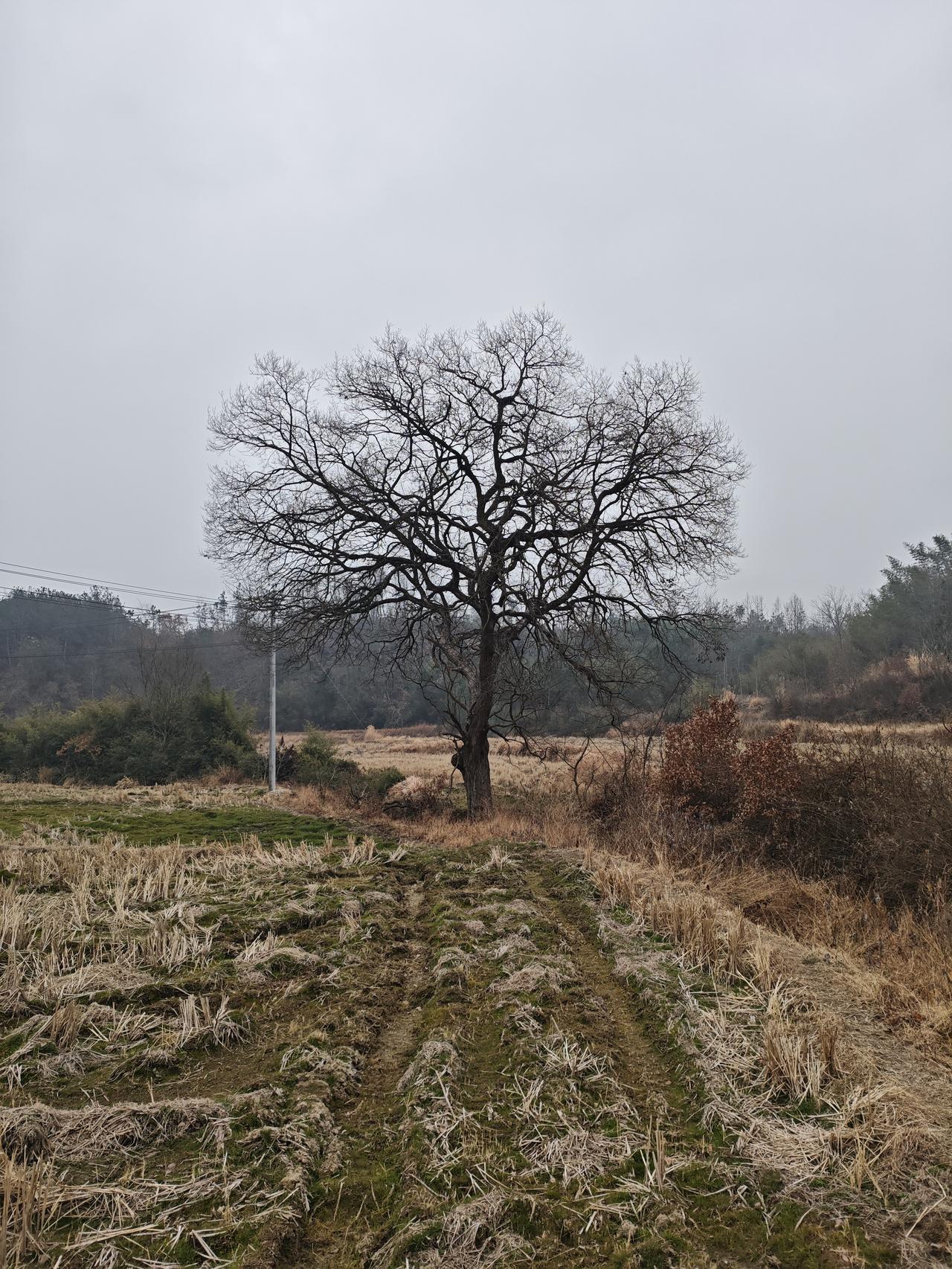 今年冬天的不同