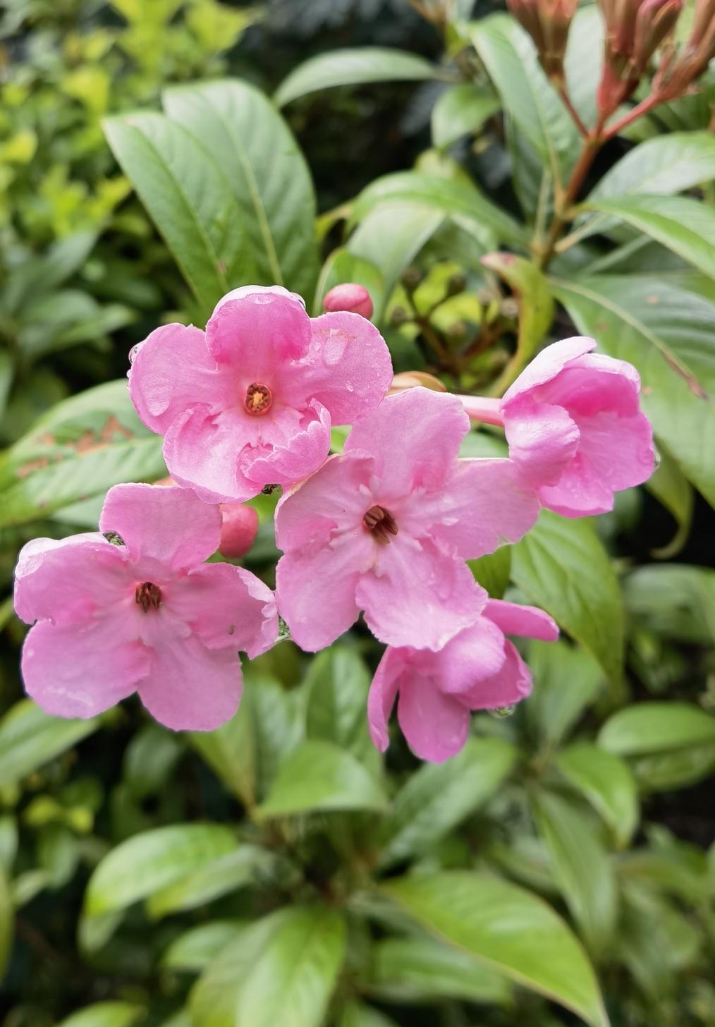 从山野药用植物到庭院花卉观赏新宠，它真的是沾了丁香花名字的光吗？
滇丁香，名字虽