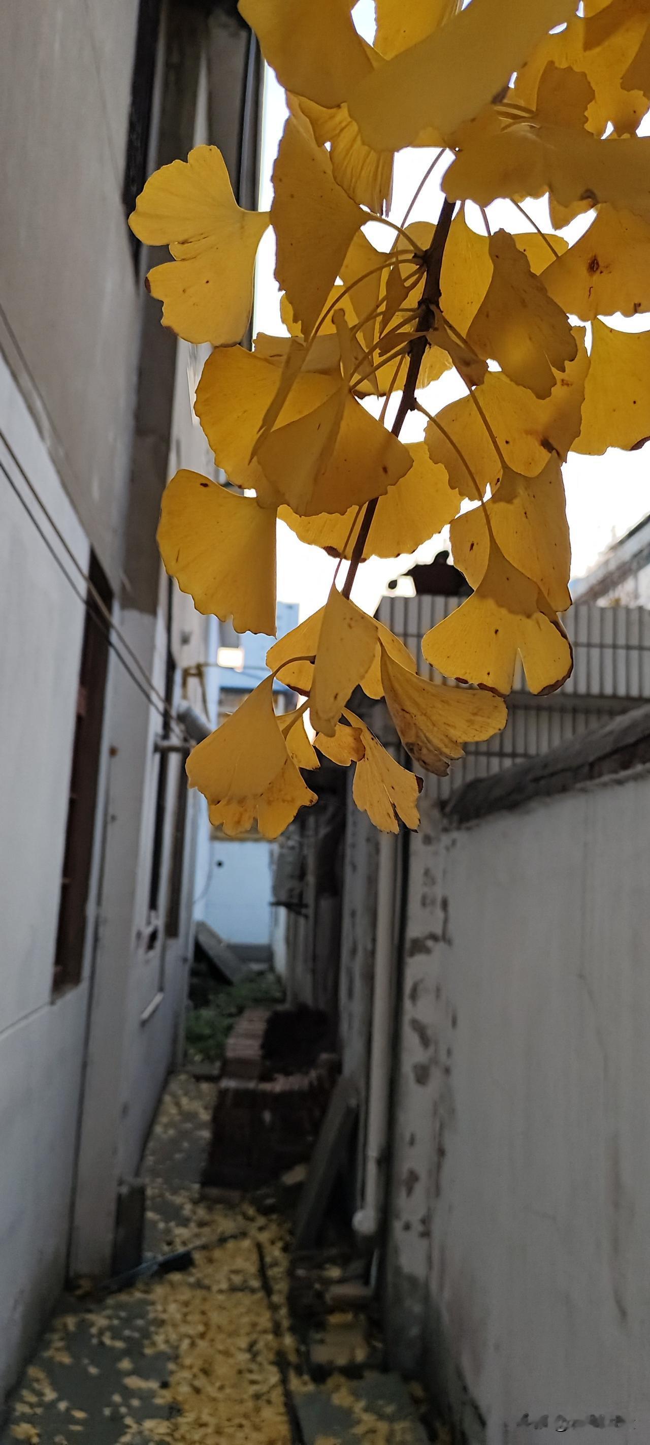 新国标电动车最好不要生产蓝色和红色的
新国标车电动车一出，遭到大家一致吐槽，那些