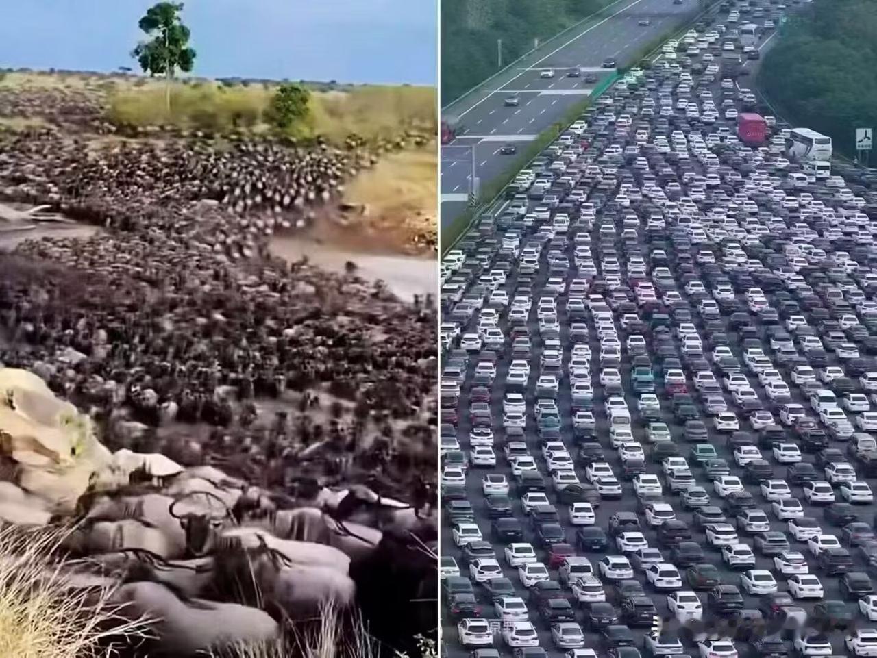 地球上两大最壮观的景象：
1.
非洲角马转场大迁徙。
2.
神州牛马假日上高速。