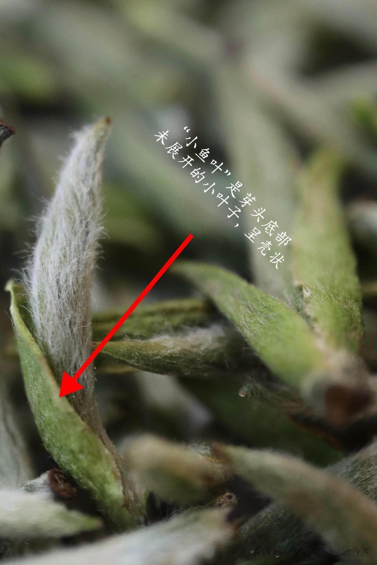 你知道什么是头采银针吗？ 
头采银针是春天第一批采制～
三张图告诉你真正的头采银