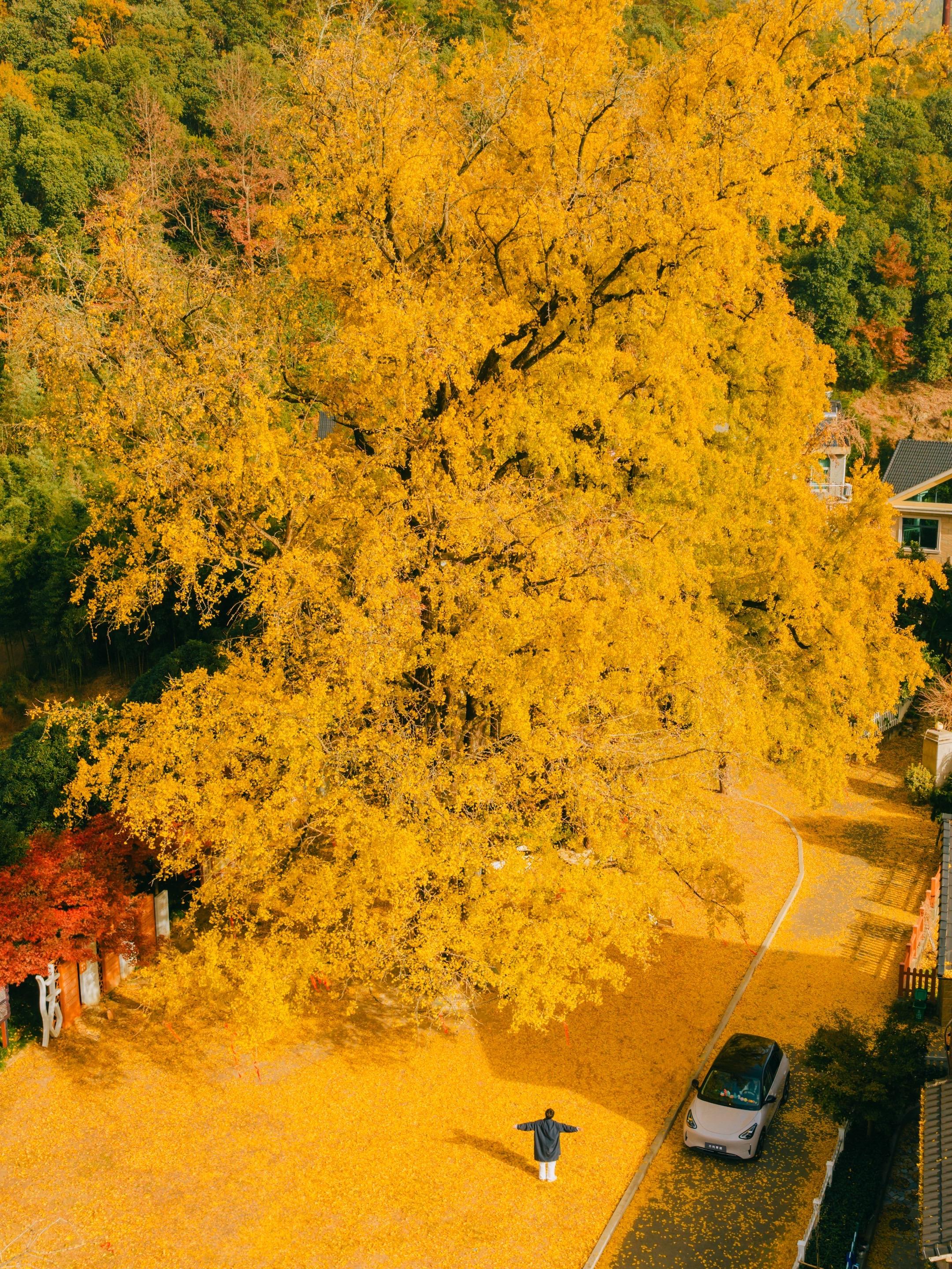 秋天来杭州赏银杏，我只推荐这5️⃣个地方 杭州的秋天是被银杏浸染的浪漫...