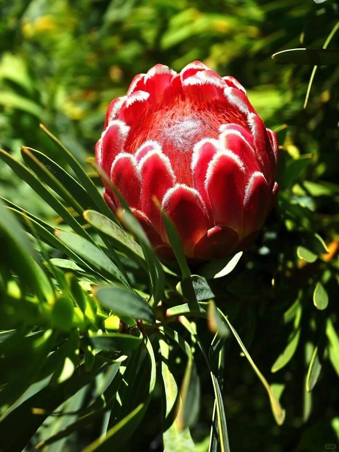 南非帝王花是南非的国花，以其硕大的花球、绚丽的色彩和独特的造型被誉为“花中之王”