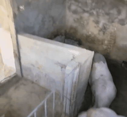 中国的猪圈都吹上了空调，而欧洲的公交车和医院40度高温没有空调，欧洲网友破防了。