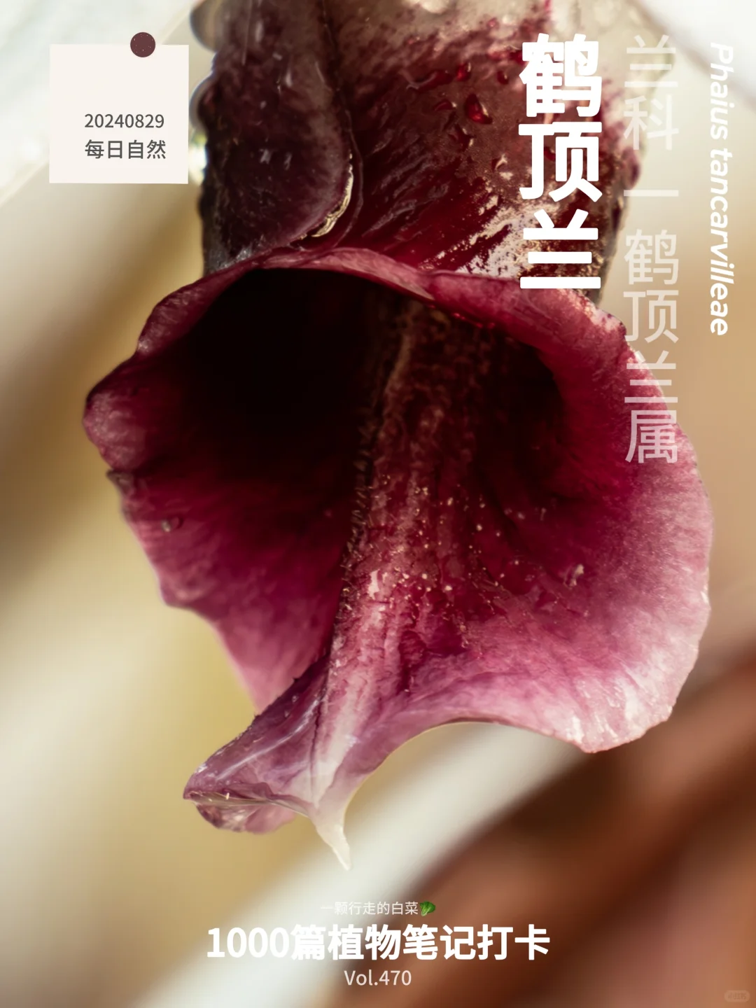 植物笔记470｜婀娜多姿鹤顶兰