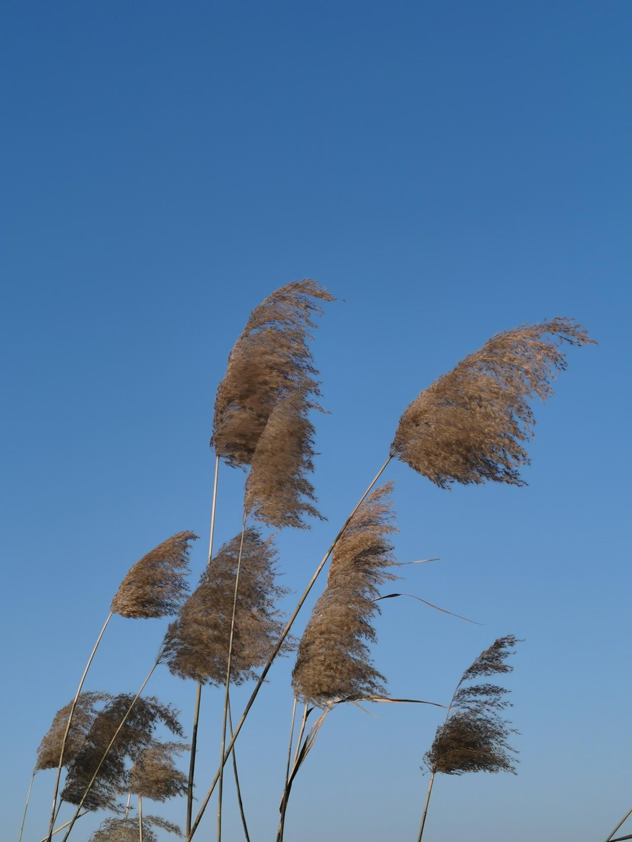芦花摇曳向蓝天。