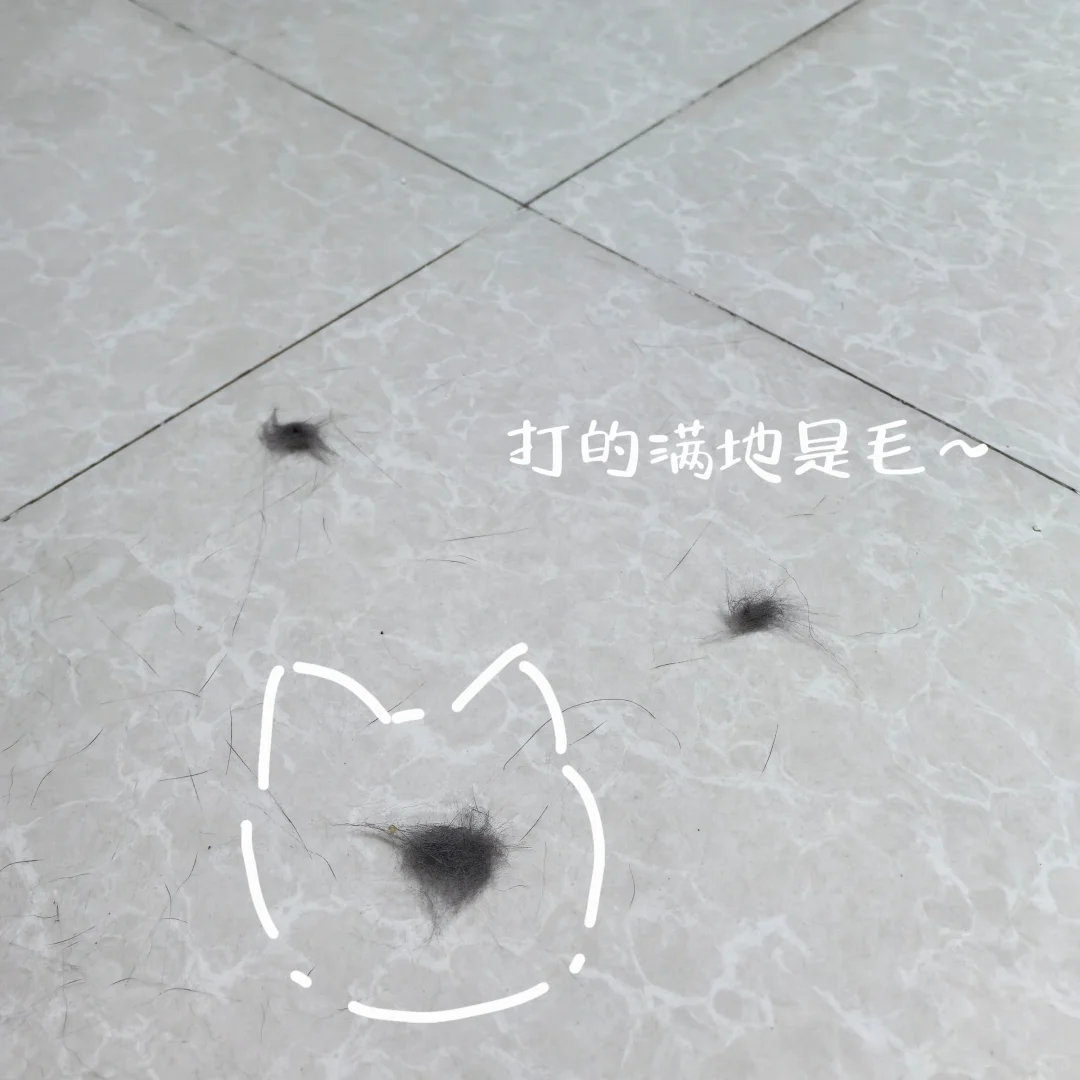 多猫家庭，猫咪打架怎么办？