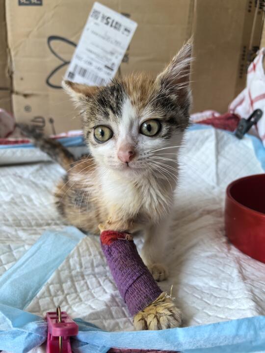 小奶猫领养