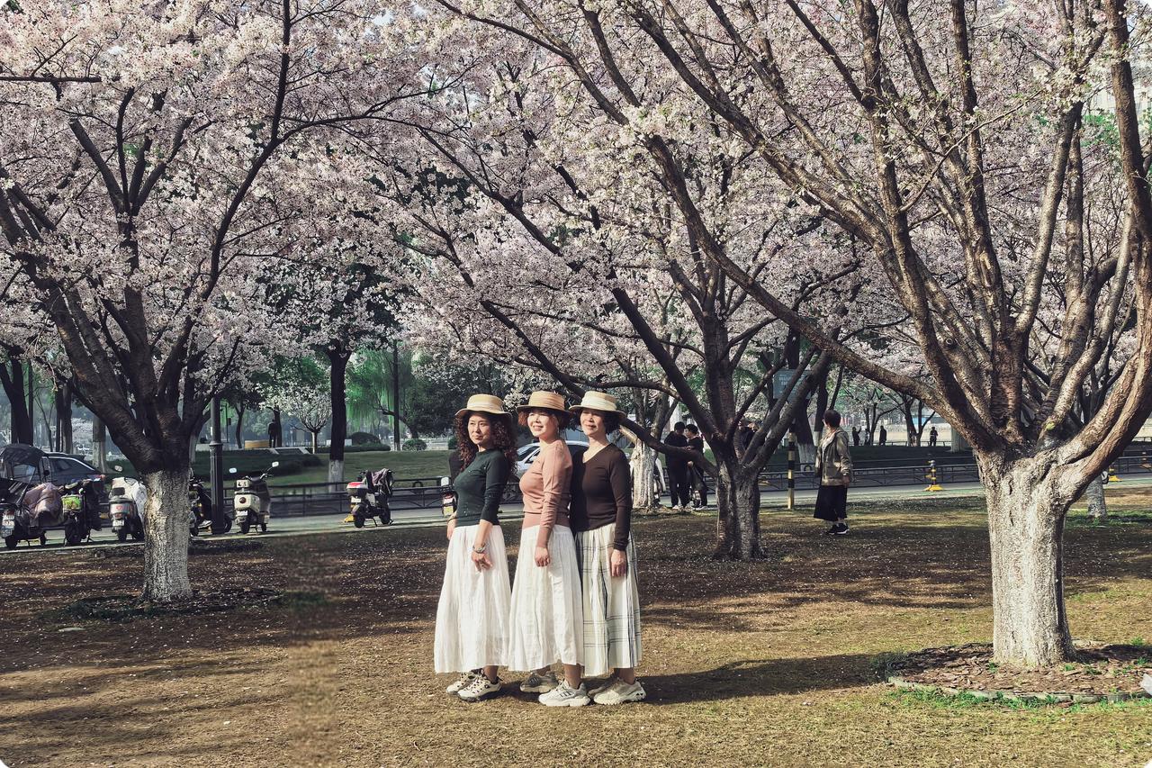 打卡西北湖公园赏樱
在城市喧嚣的一角，西北湖公园似宁静的岛。樱花是它此刻的主角，