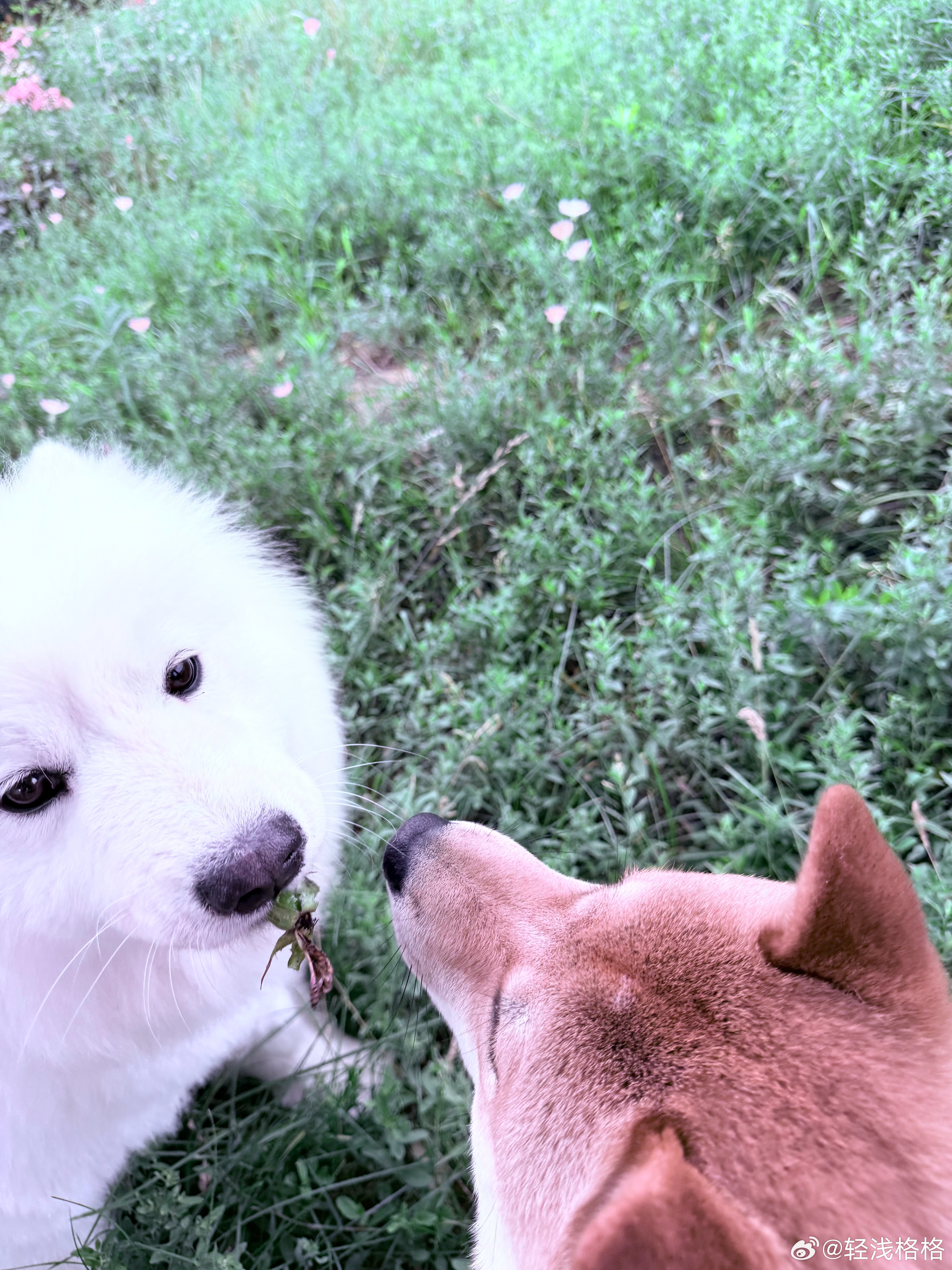 俩吃草的二狗🐶 