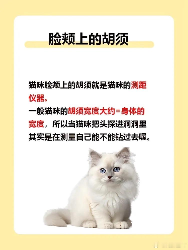 男朋友没经我同意把小猫胡须剪了 猫的脸上的胡须可是测距器，居然给它剪了这男朋友不