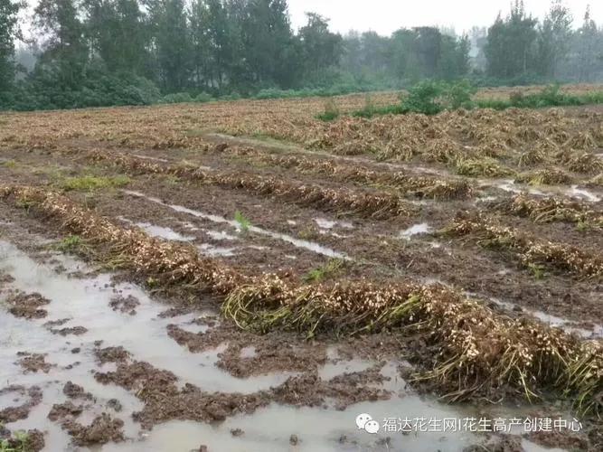 金秋雨幕下的农民悲歌

当金秋的画卷本应在中原大地上徐徐展开，本应是田野金黄、硕