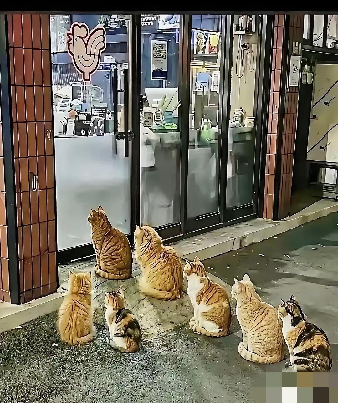 北京朝阳一烤鸡店老板投喂流浪猫，猫咪排队就餐引关注！
 
北京朝阳一家烤鸡店的老