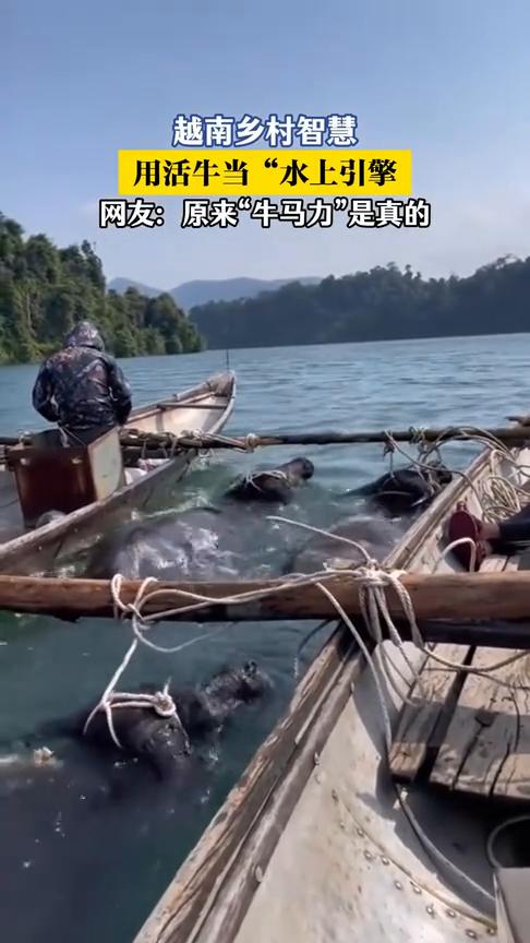 越南乡村智慧：用活牛当"水上引擎"。
网友：原来"牛马力"是真的。