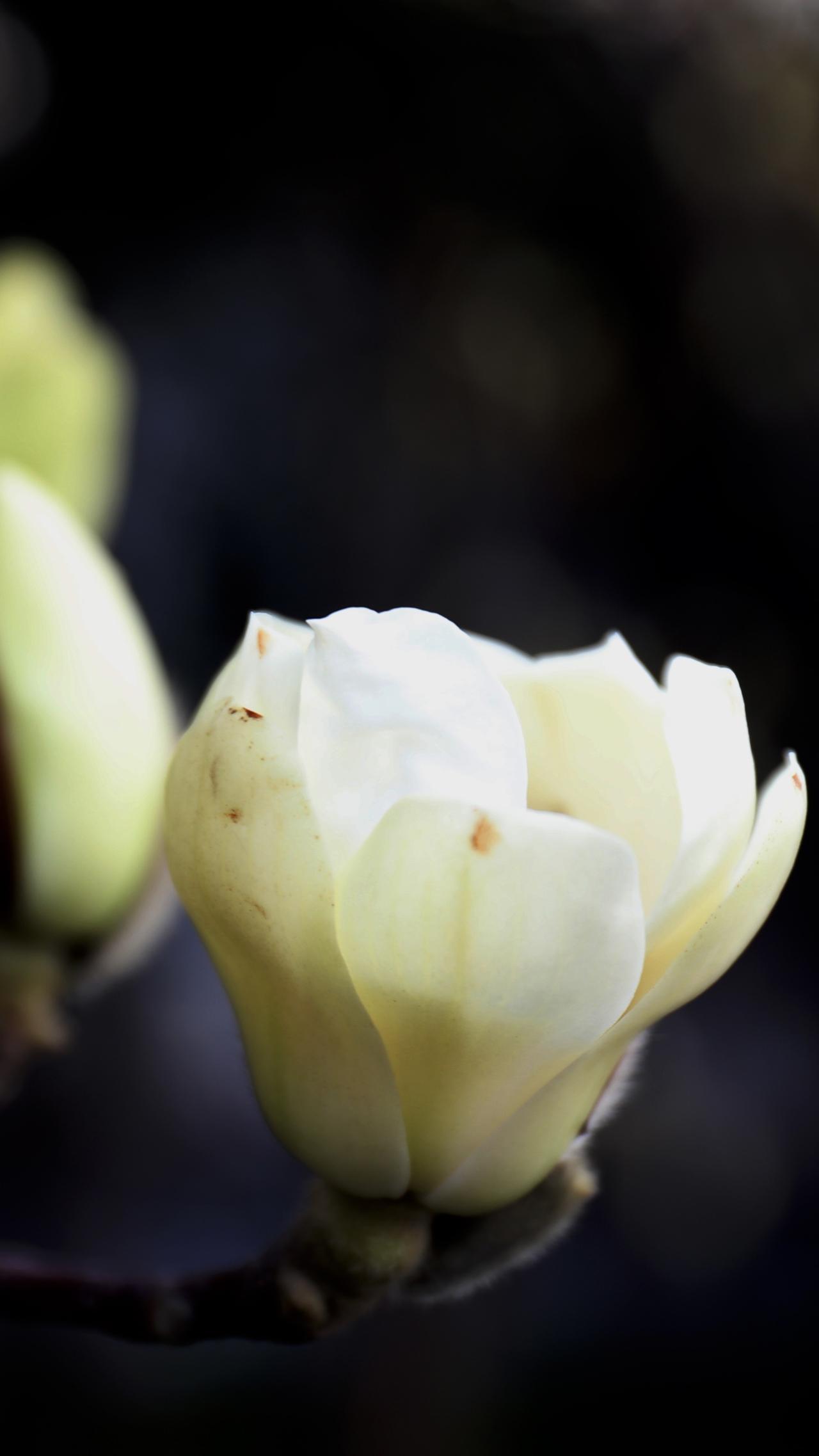 春日生活打卡季