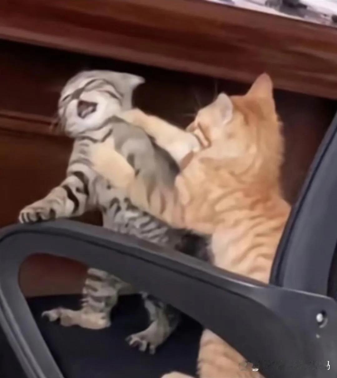 养猫一定要养两只，因为猫咪打架比电影好看。