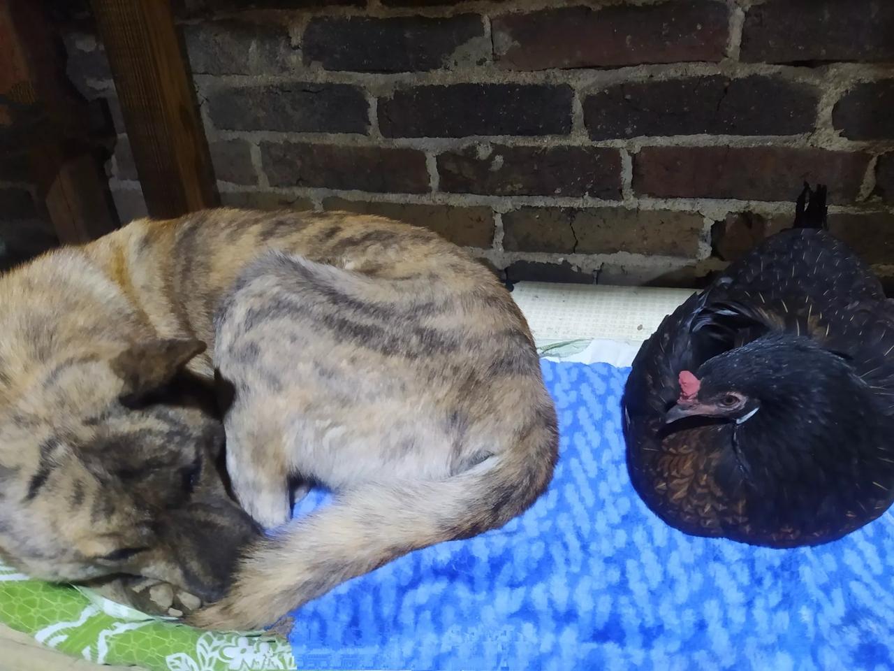 淘气的小黑，就是不愿跟小白睡一起，真是前世的冤家，今世的对头[捂脸]

鸡窝里面