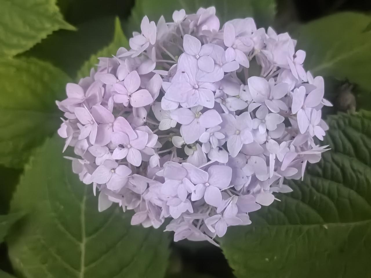 无尽夏意，绣球花开

[玫瑰][心][玫瑰]

无尽夏绣球，它可是绣球花界的王者