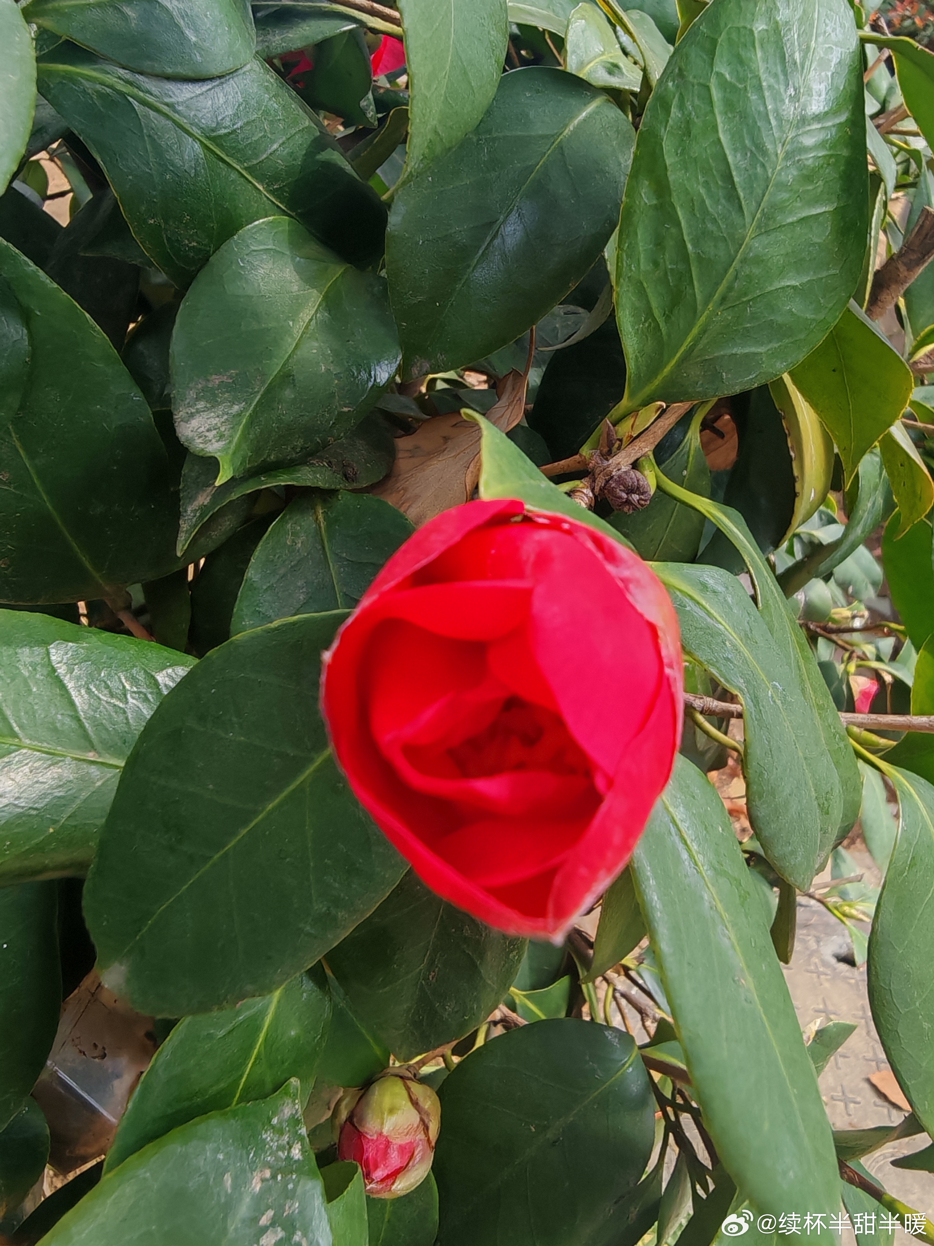 小区里的茶花开了，倒春寒别来啊，不希望它们被高潮伤害。 