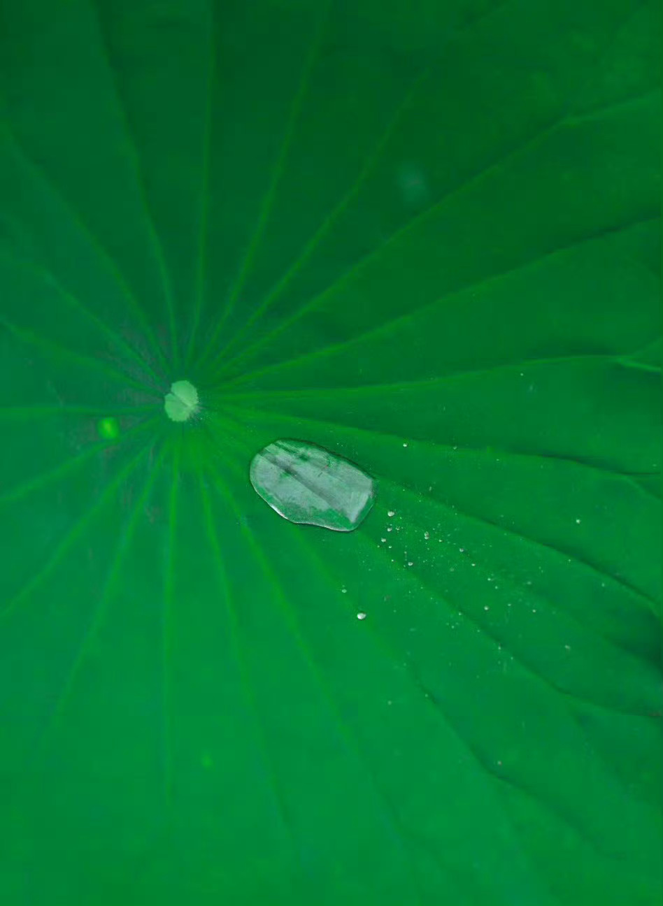 “一池荷叶一池新，浮水还将雨滴存。” 
