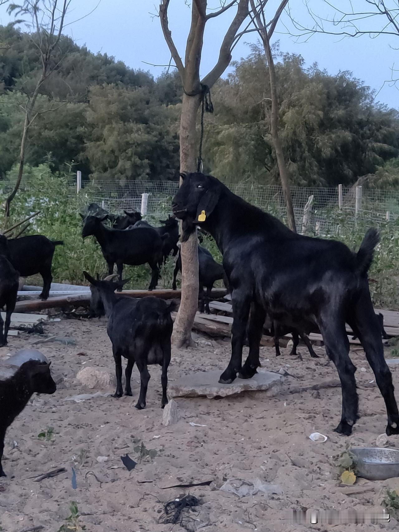 黑山羊市场售价高，比普通肉羊溢价明显，销路还稳，单只出栏纯利润能达500-800